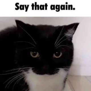 🐾 ba6c680a Say that again. gato, meme, animal, engraçado, expressão, preto e branco, gato smoking telegram sticker