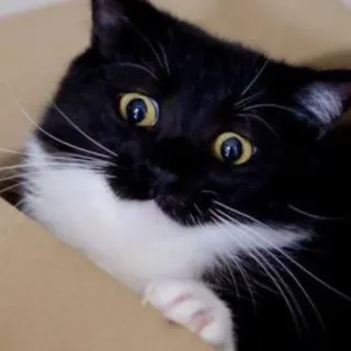 🐾 bc240ba5 gato, caixa, preto e branco, animal de estimação, animal, gatinho telegram sticker