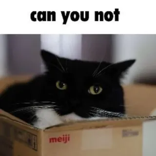 🐾 cb0bbfa6 can you not gato, meme, engraçado, animal, caixa, animal de estimação telegram sticker