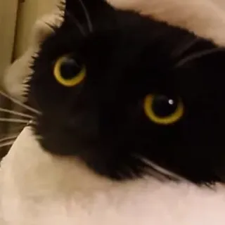 🐾 d8e0c204 gato, animal de estimação, animal, gato preto, gato doméstico, felino, olhos, fofo telegram sticker