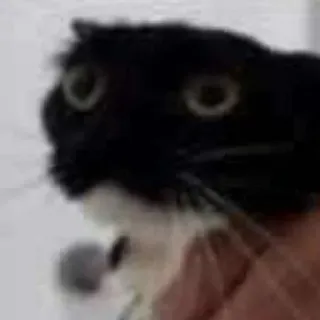 🐾 e4ffeabc gato, animal, animal de estimação, gato preto, fofo, engraçado, gato fraque, gato doméstico telegram sticker