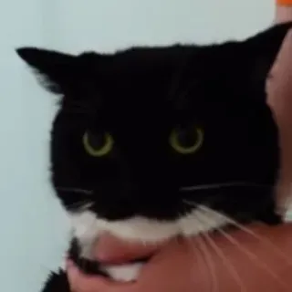 🐾 f3630854 gato, animal de estimação, animal, preto e branco, animal doméstico telegram sticker