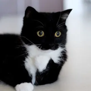 🐾 f6ced79b gato, gato preto, gato tuxedo, animal de estimação, animal, gato doméstico, felino telegram sticker