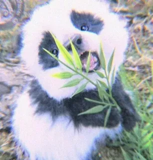 𝐀𝐍𝐈𝐌𝐀𝐋𝐒💜 @PAHADI_LOVER :: @fStikBot telegram stickers