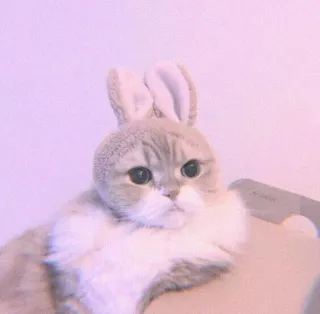 🍣 0e710d5f 猫, 兔耳朵, 可爱, 宠物, 动物, 家畜, 哺乳动物 whatsapp sticker