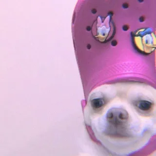 🍣 11a0876a 狗, 吉娃娃, 鳄鱼, 搞笑, 宠物, 动物 whatsapp sticker