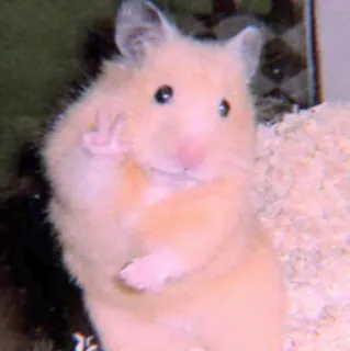 🍣 2c2773d1 仓鼠, 动物, 啮齿动物, 可爱, 搞笑, 和平手势, 中指, 手势 whatsapp sticker