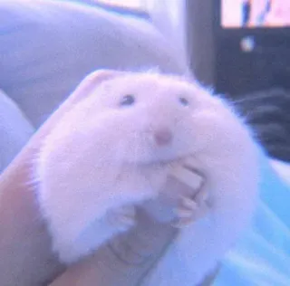 🍣 2f9db0e8 仓鼠, 动物, 可爱, 啮齿动物, 宠物, 毛茸茸 whatsapp sticker