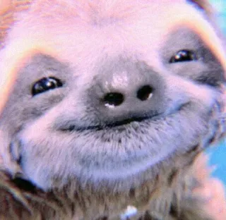 🍣 311176d6 树懒, 动物, 可爱, 慢, 搞笑, 哺乳动物 whatsapp sticker