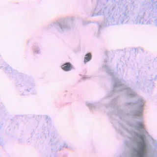 🍣 356edddd 小猫, 猫, 可爱, 动物, 宠物, 毛茸茸, 萌 whatsapp sticker