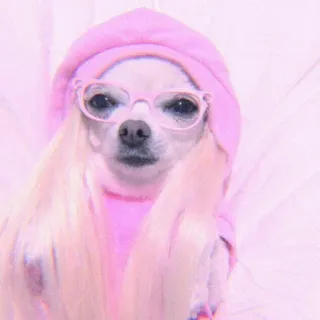 🍣 37d1907e 狗, 吉娃娃, 粉色, 眼镜, 可爱, 宠物, 动物 whatsapp sticker