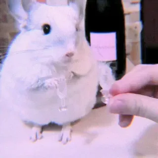 🍣 491a0466 龙猫, 葡萄酒, 派对, 庆祝, 干杯, 喝酒 whatsapp sticker