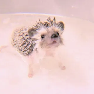 🍣 59331a27 刺猬, 动物, 可爱, 洗澡, 水, 宠物 whatsapp sticker