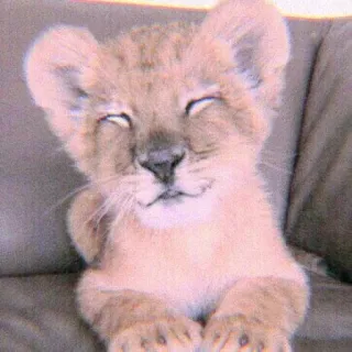 🍣 62837ece 小狮子, 动物宝宝, 可爱, 狮子, 动物, 野生动物, 幼崽 whatsapp sticker