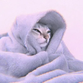 🍣 6b590ac1 猫, 可爱, 动物, 舒适, 毯子, 困倦 whatsapp sticker