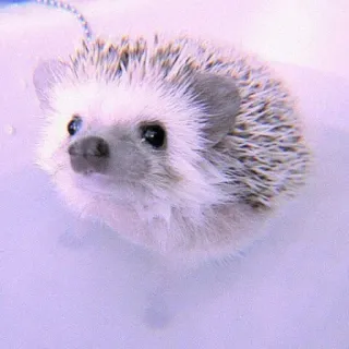 🍣 6d60696b 刺猬, 动物, 可爱, 宠物, 野生动物, 小型, 哺乳动物 whatsapp sticker