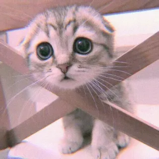 🍣 6dd21d90 猫, 小猫, 可爱, 动物, 宠物, 苏格兰折耳猫 whatsapp sticker