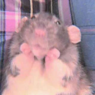 🍣 77d38e2e 老鼠, 动物, 可爱, 啮齿动物 whatsapp sticker