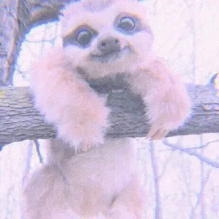 🍣 84a38676 树懒, 动物, 可爱, 树, 哺乳动物 whatsapp sticker