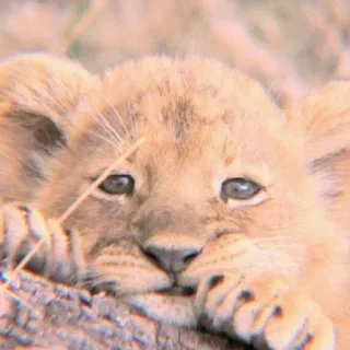 𝐀𝐍𝐈𝐌𝐀𝐋𝐒💜 @PAHADI_LOVER :: @fStikBot whatsapp stickers