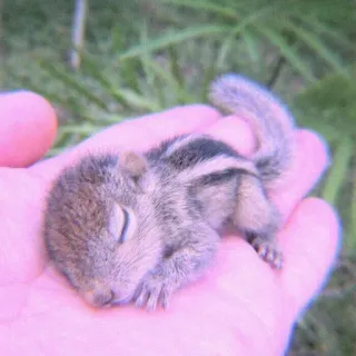 🍣 93bdb63a 松鼠, 动物, 可爱, 睡觉, 野生动物, 自然, 手 whatsapp sticker