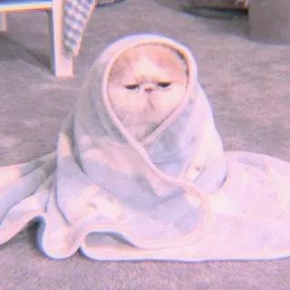 🍣 9b0369ab 猫, 毛巾, 可爱, 动物, 宠物, 小猫 whatsapp sticker