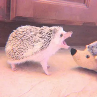 🍣 9f08c455 刺猬, 动物, 可爱, 哺乳动物, 野生动物, 自然 whatsapp sticker