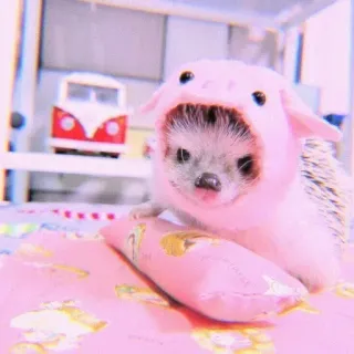 🍣 9f82e006 刺猬, 猪, 动物, 可爱, 宠物, 粉色 whatsapp sticker