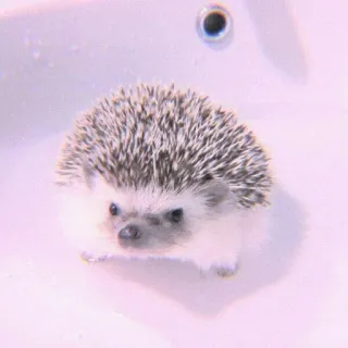 🍣 a14f4f84 刺猬, 动物, 可爱, 宠物, 哺乳动物, 野生动物 whatsapp sticker