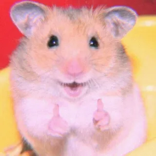 🍣 a3537b3c 仓鼠, 动物, 啮齿动物, 点赞, 可爱, 积极, 快乐 whatsapp sticker