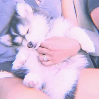 🍣 a929619b 狗, 小狗, 可爱, 动物, 哈士奇, 宠物, 睡觉 whatsapp sticker