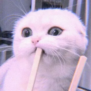 🍣 b55d96ea 猫, 小猫, 可爱, 动物, 宠物, 贴纸, 可爱, 有趣 whatsapp sticker