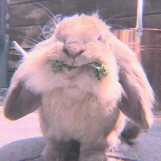 🍣 cdfc6209 兔子, 小兔子, 动物, 宠物, 可爱, 垂耳兔, 吃, 西兰花 whatsapp sticker