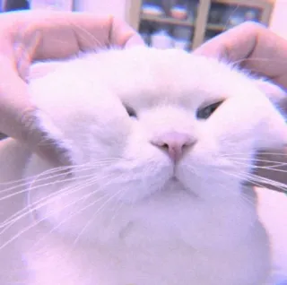 🍣 cf2137cf 猫, 白猫, 宠物, 动物, 可爱, 家畜 whatsapp sticker