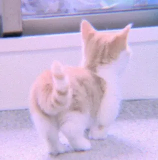 🍣 d7fa13fd 猫, 小猫, 可爱, 动物, 家猫, 宠物, 行走 whatsapp sticker