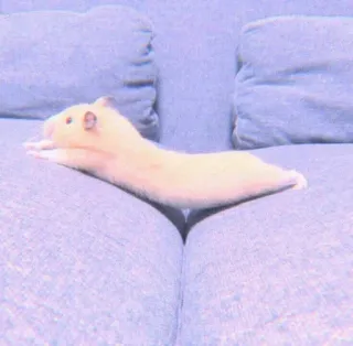 🍣 e60af05f 仓鼠, 宠物, 动物, 啮齿动物, 可爱, 沙发, 伸展 whatsapp sticker