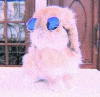 🍣 e70c7090 兔子, 兔子, 太阳镜, 动物, 可爱, 宠物 whatsapp sticker