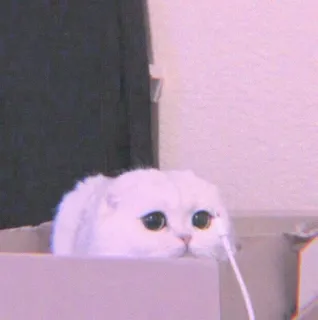 🍣 eafe6cc7 猫, 小猫, 宠物, 动物, 可爱, 毛茸茸, 白猫, 惹人喜爱 whatsapp sticker