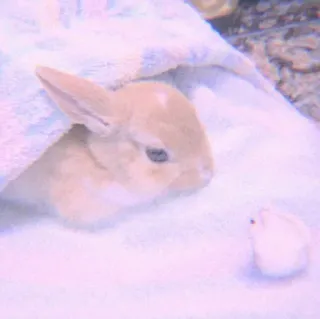 🍣 ed1403bb 兔子, 兔子, 动物, 宠物, 可爱, 毛茸茸, 家畜 whatsapp sticker