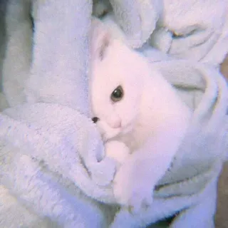 🍣 f77f7174 小猫, 白色, 可爱, 动物, 毯子, 小的, 柔软, 家养 whatsapp sticker