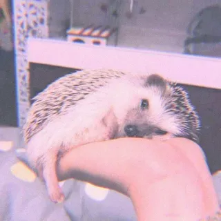 🍣 fd2179ad 刺猬, 动物, 可爱, 宠物, 小, 哺乳动物, 驯养, 手 whatsapp sticker