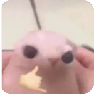 🤙 9bb2d724 Bingus, kucing tanpa bulu, kucing, lucu, meme, binatang, telepon aku isyarat tangan whatsapp sticker