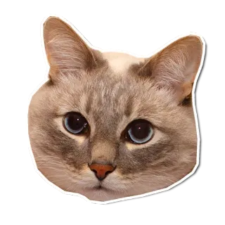 😳 2b23932a chat, animal, animal de compagnie, mignon, chaton, chat domestique, félin, yeux bleus telegram sticker
