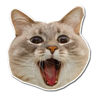 😀 434a6818 chat, chaton, animal, animal de compagnie, mème, mignon telegram sticker