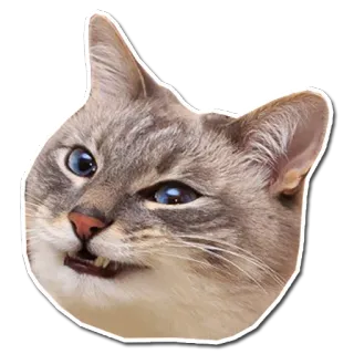 😉 4861cc5a chat, mème, drôle, animal, animal de compagnie telegram sticker
