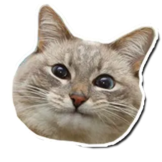 😏 824a291e chat, animal, animal de compagnie, animal domestique telegram sticker