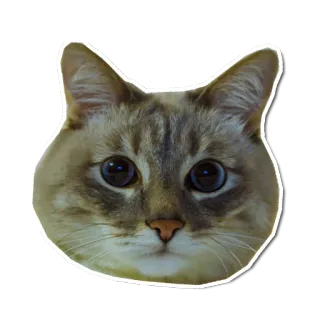 😐 f4168516 chat, animal, autocollant, animal de compagnie, animal domestique telegram sticker