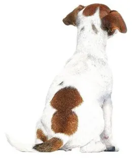 👎 48481c20 anjing, anak anjing, hewan, hewan peliharaan, imut telegram sticker