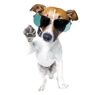 🥸 5f374351 anjing, kacamata hitam, hewan, lucu, jack russell telegram sticker