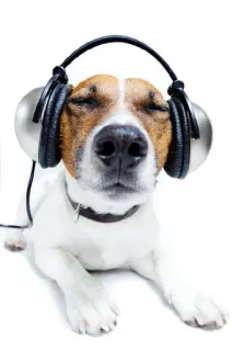 🎧 7aac1ef0 anjing, headphone, musik, binatang, jack russell terrier telegram sticker